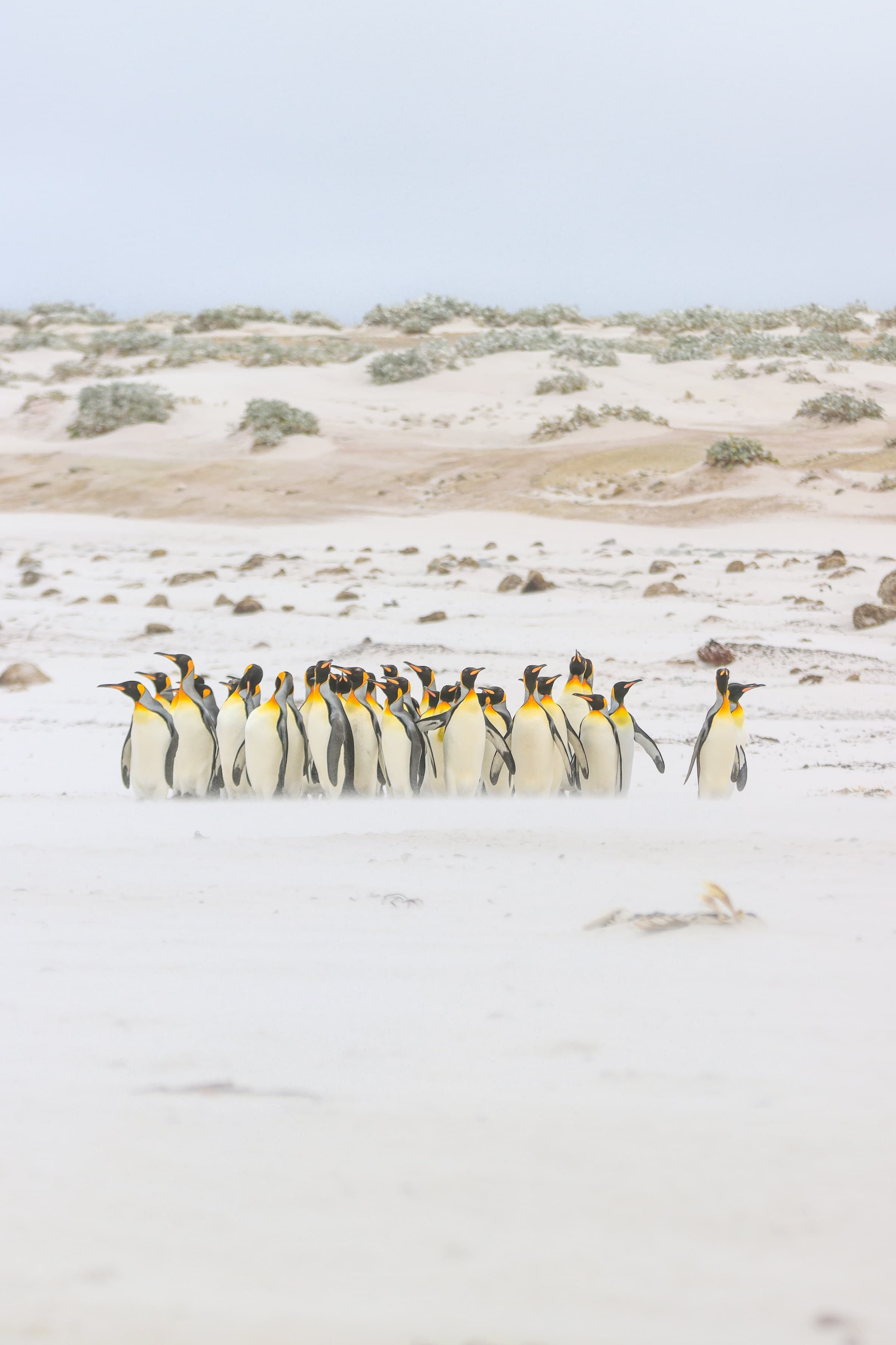 a cluster of penguis in a marshy area